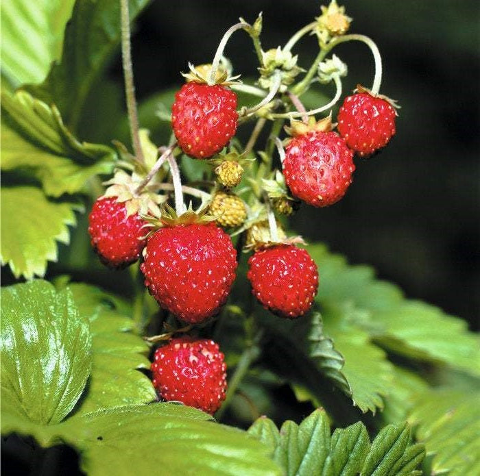 Alpine Strawberry | 100+ seeds | Hardy | Fruit