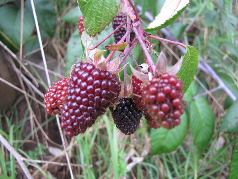 Andean Raspberry Rubus Glaucus | 20+ seeds | Mora de Castilla