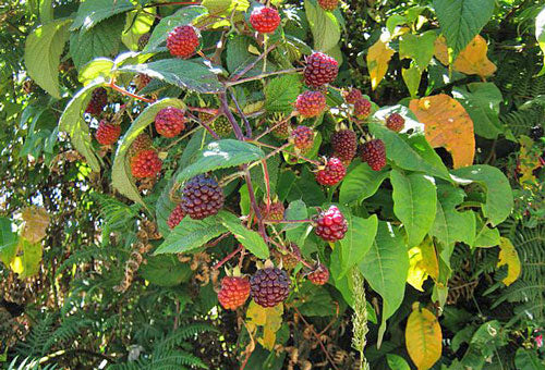 Andean Raspberry Rubus Glaucus | 20+ seeds | Mora de Castilla