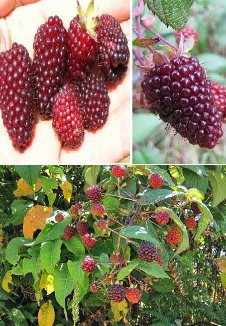Andean Raspberry Rubus Glaucus | 20+ seeds | Mora de Castilla