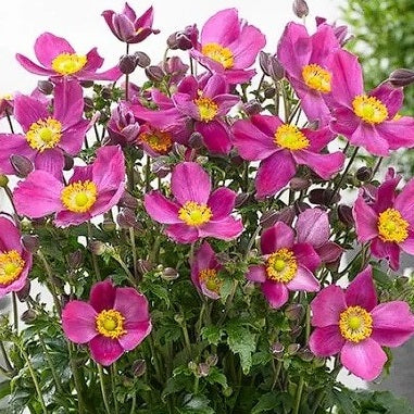 Japanese Anemone "Red Riding Hood" | 50+ seeds | Perennial