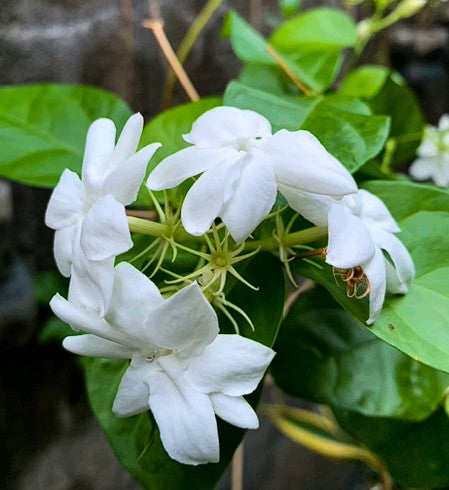Arabian Jasmine | 10+ seeds | Jasminium Sambac | Heavenly Scent