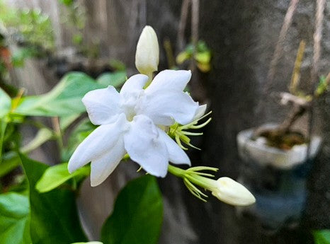 Arabian Jasmine | 10+ seeds | Jasminium Sambac | Heavenly Scent