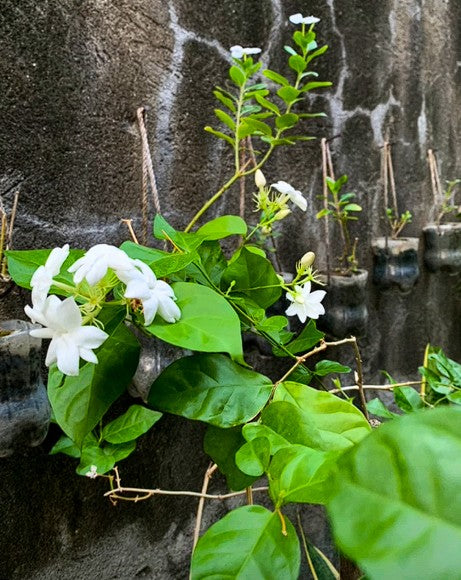 Arabian Jasmine | 10+ seeds | Jasminium Sambac | Heavenly Scent
