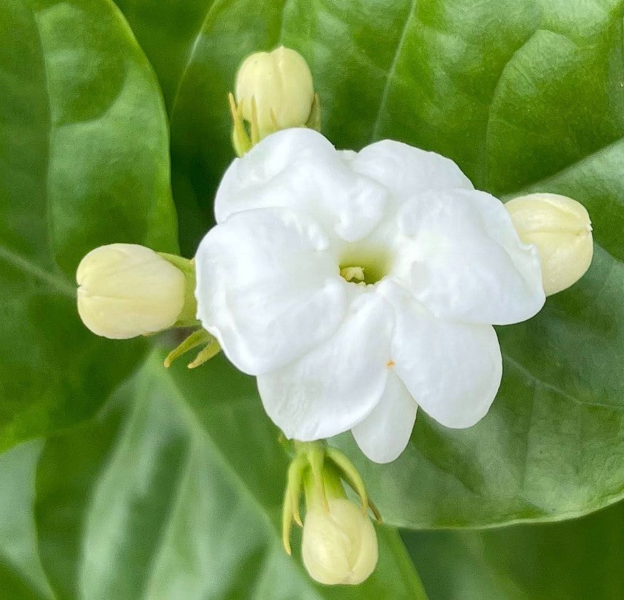 Arabian Jasmine | 10+ seeds | Jasminium Sambac | Heavenly Scent
