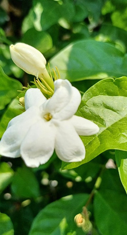 Arabian Jasmine | 10+ seeds | Jasminium Sambac | Heavenly Scent