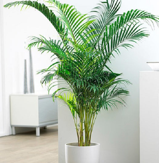 Areca Butterfly Palm | Dypsis Lutescens | 10 Seeds | Houseplant