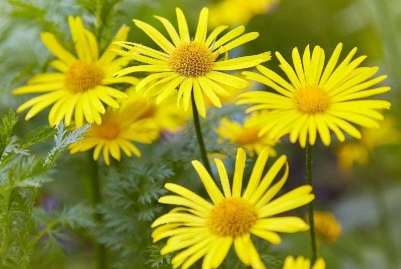 Leopard's Bane (Arnica Montana) | 30+ Seeds | Perennial | Shade | Same Day Dispatch