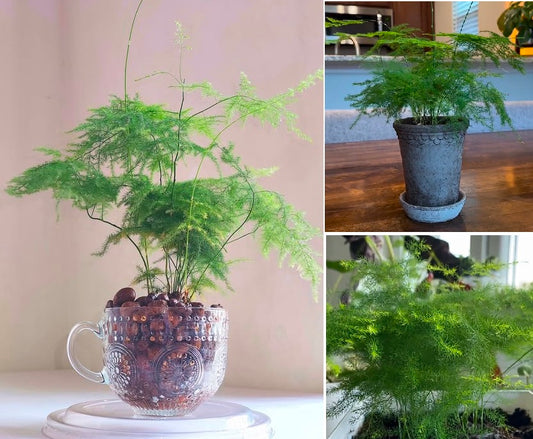 Asparagus Fern | 15+ seeds | Lace Fern | Indoor Houseplant