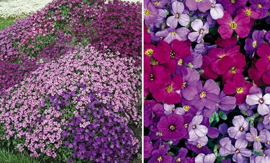 Aubrieta Mix | 100+ seeds | Trailing | Perennial Alpine | Ground Cover & Rock Gardens