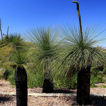 Xanthorrhoea Preissii | Balga | Grass Tree | 25+ seeds