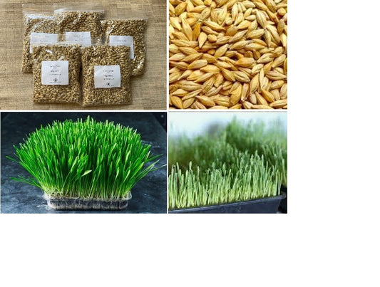 Cat Barley Grass Seed 90g Organic