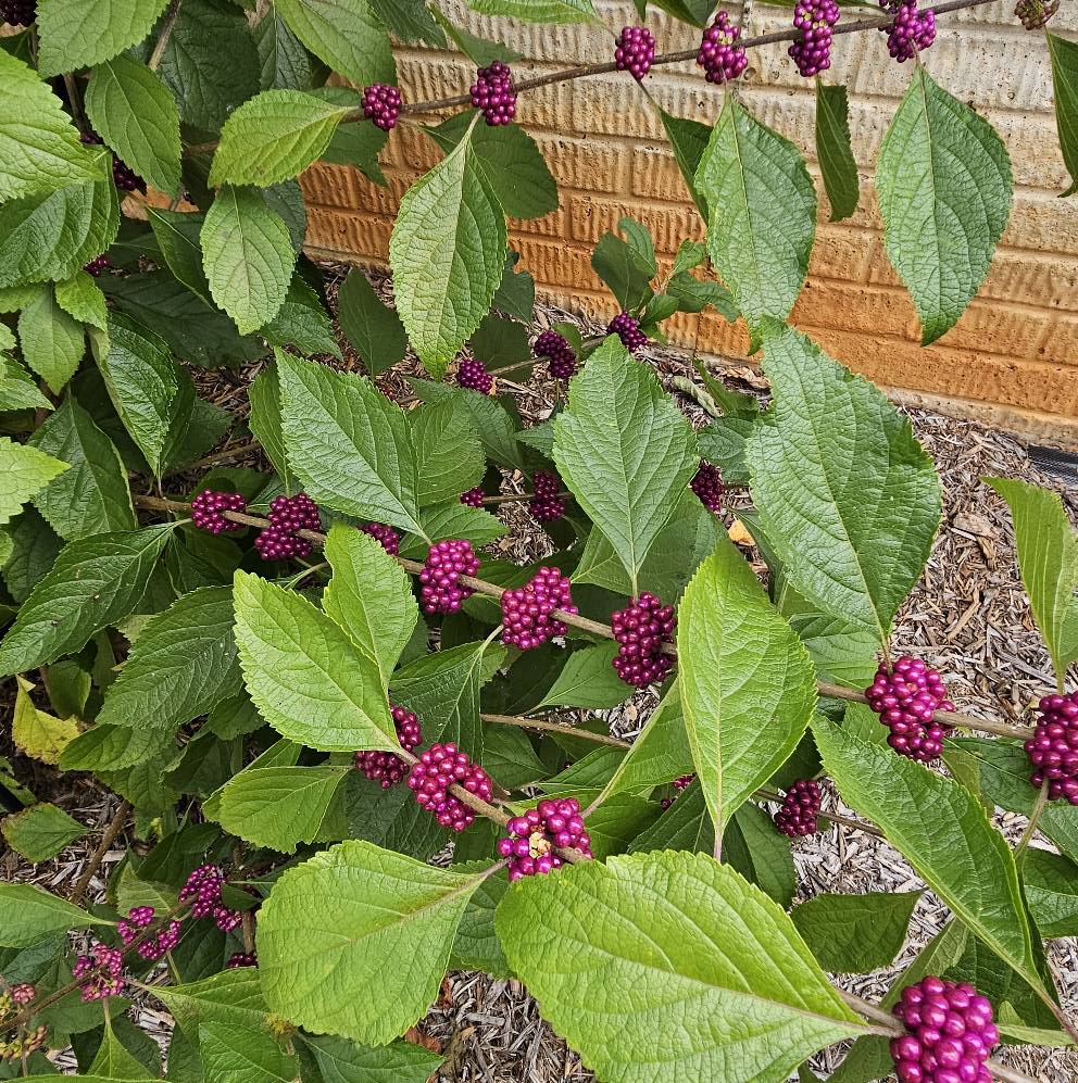 American Beautyberry seeds | Callicarpa Americana | 50+ seeds
