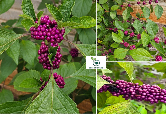 American Beautyberry seeds | Callicarpa Americana | 50+ seeds