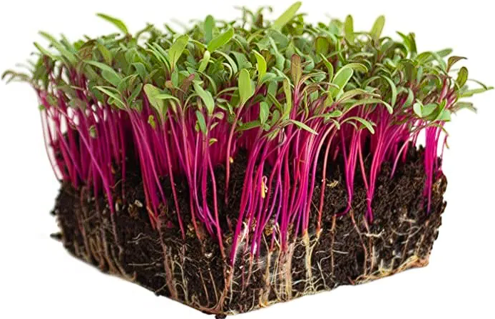 Beetroot Seeds | Organic | 9g = 780+ seeds | Microgreens