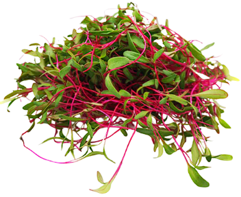 Beetroot Seeds | Organic | 9g = 780+ seeds | Microgreens
