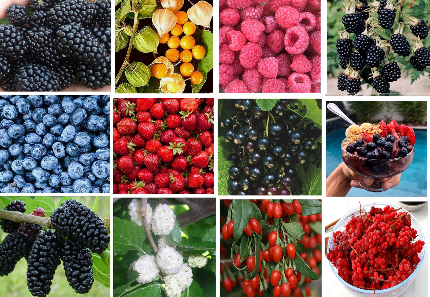 Ultimate Berry Mix | 11 separate packs | 675+ seeds