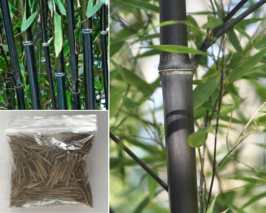 Black Bamboo | Phyllostachys Nigra | 15+ seeds | Fresh Import