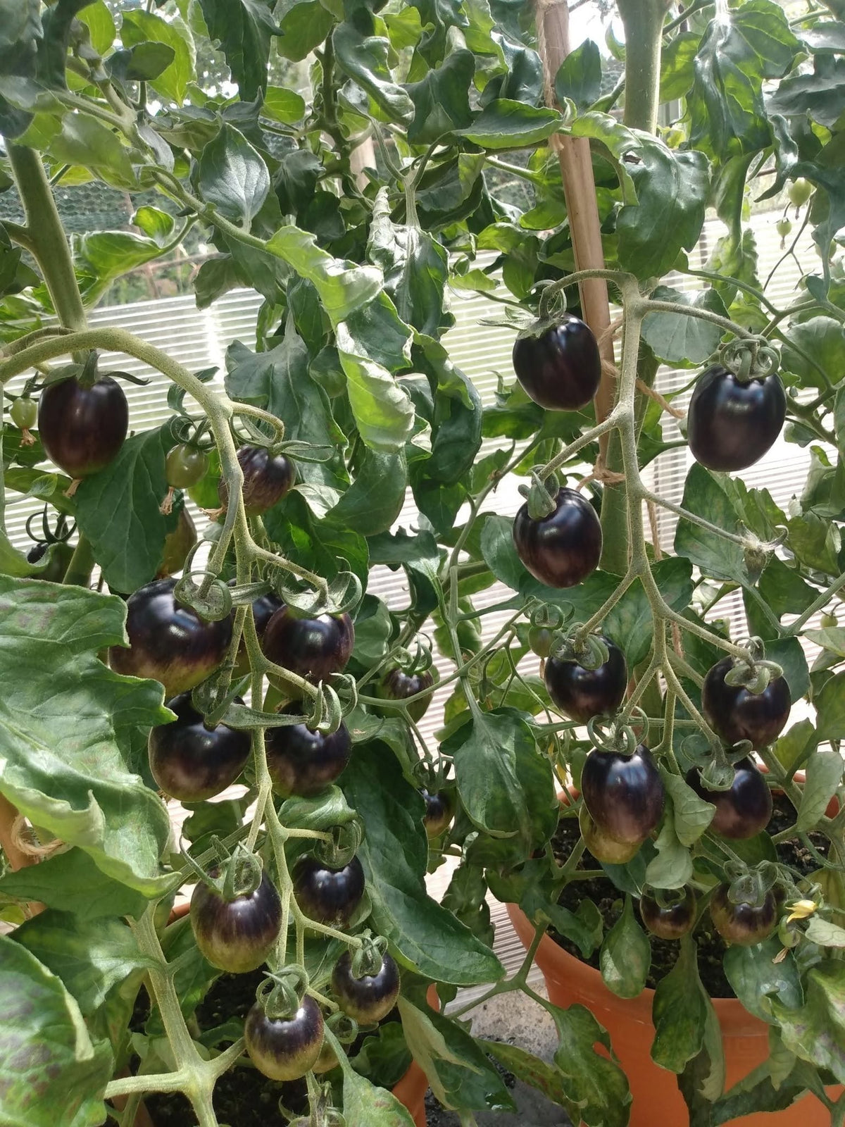 Black Cherry Tomato Seeds | Organic | 10+ seeds | Ukrainian | Rich Flavour