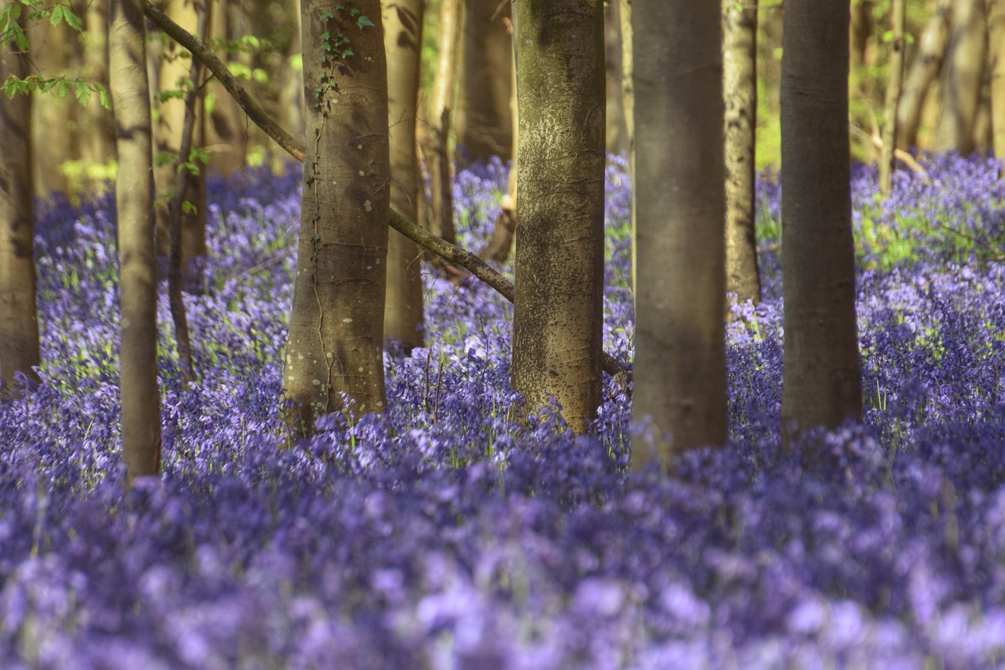 English Bluebell | 100+ seeds | Hyacinthoides Non-Scripta | Native Wildflower