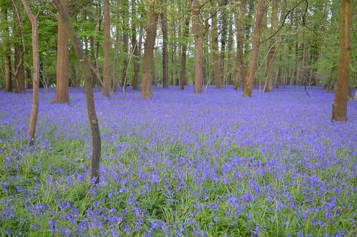English Bluebell | 100+ seeds | Hyacinthoides Non-Scripta | Native Wildflower