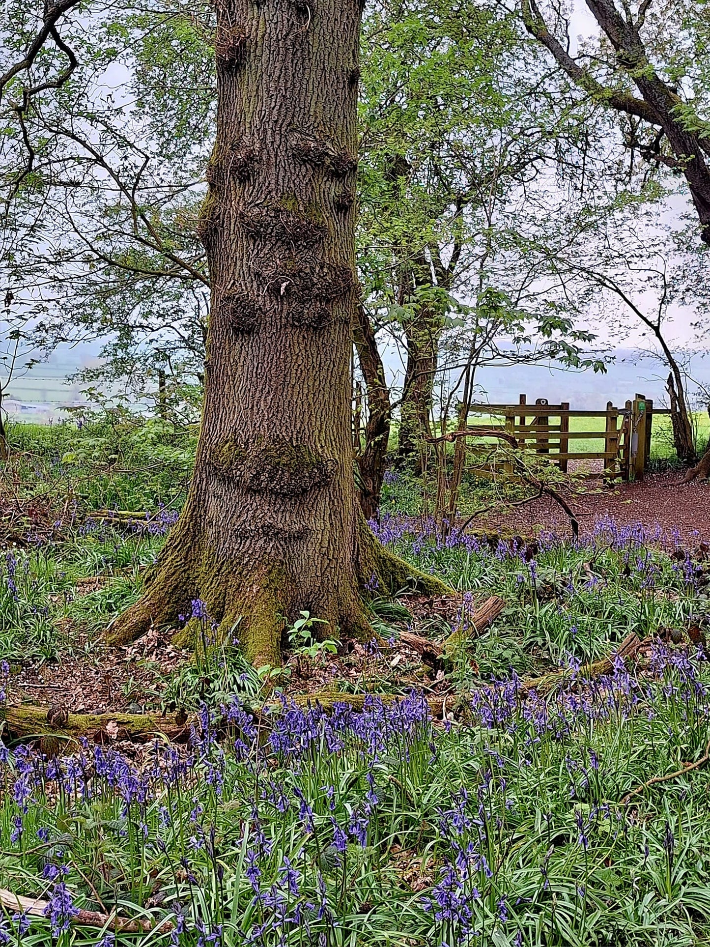 English Bluebell | 100+ seeds | Hyacinthoides Non-Scripta | Native Wildflower