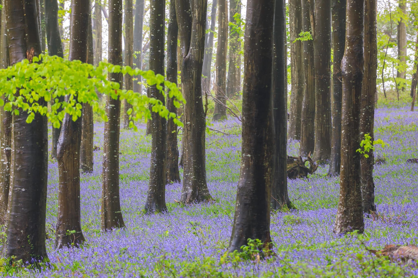English Bluebell | 100+ seeds | Hyacinthoides Non-Scripta | Native Wildflower
