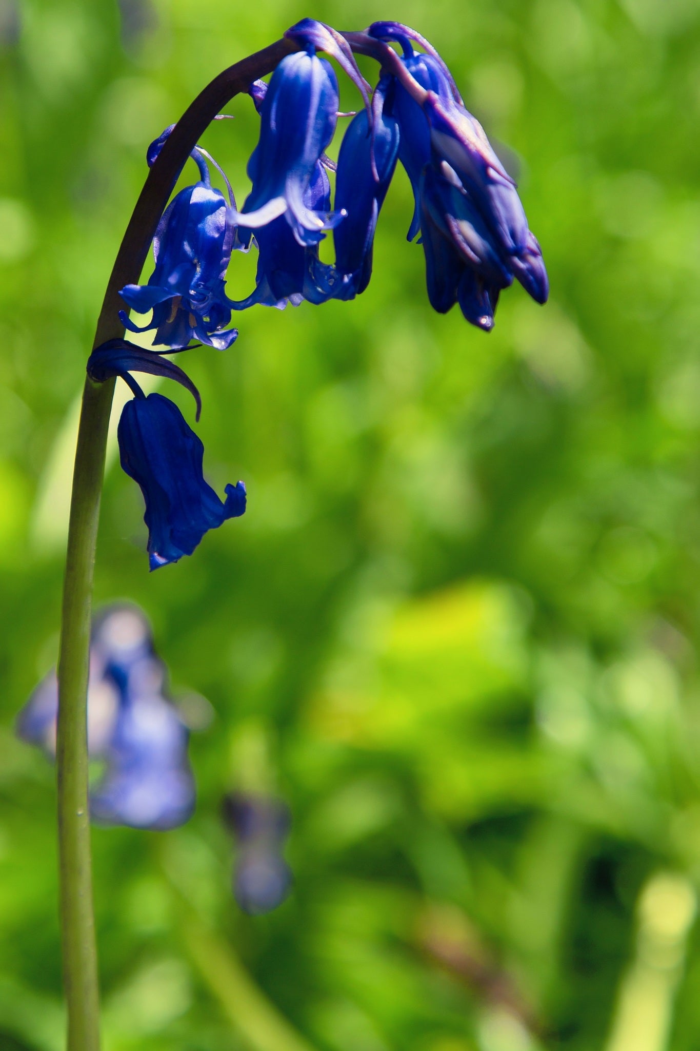 English Bluebell | 100+ seeds | Hyacinthoides Non-Scripta | Native Wildflower