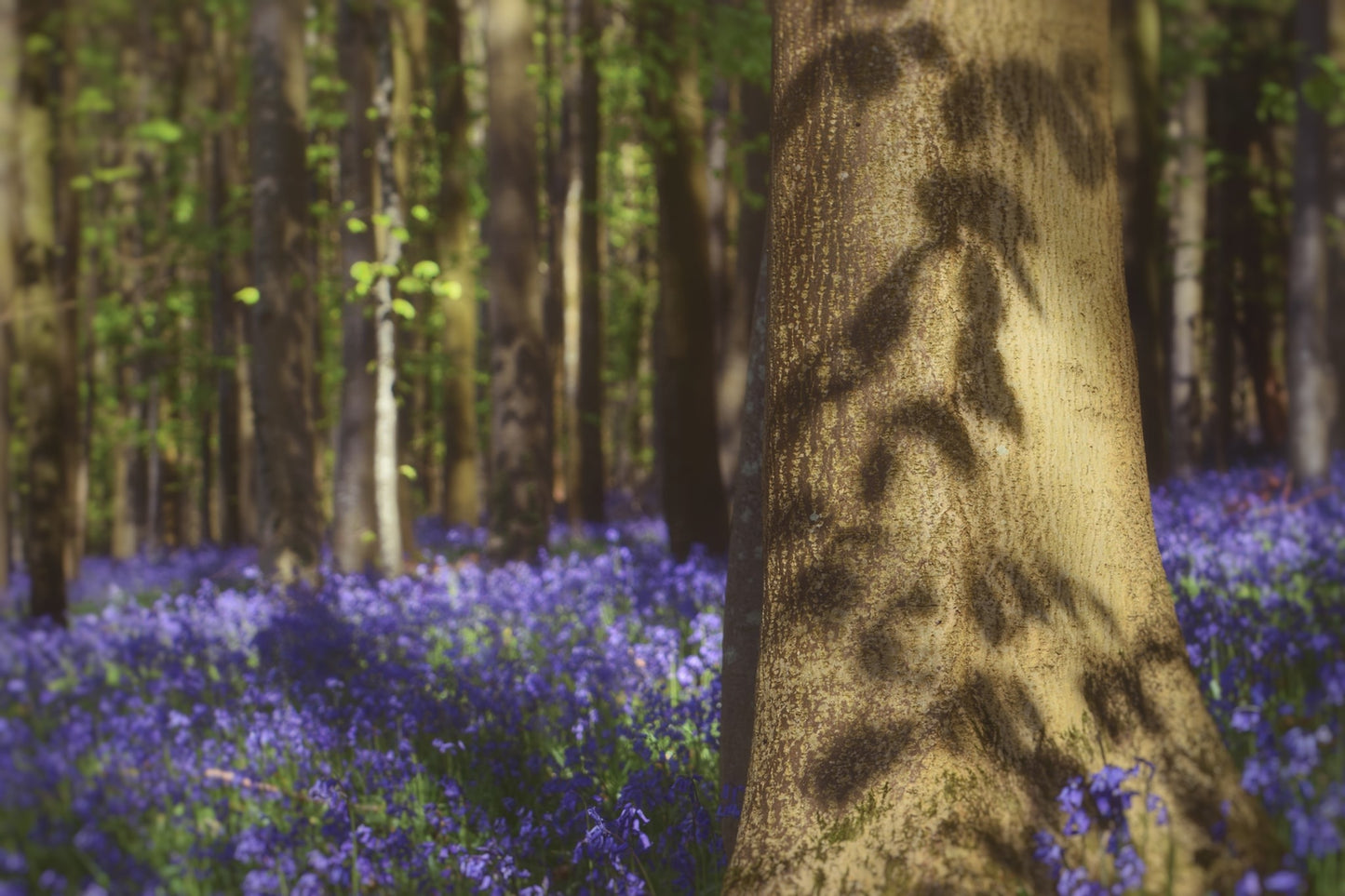 English Bluebell | 100+ seeds | Hyacinthoides Non-Scripta | Native Wildflower