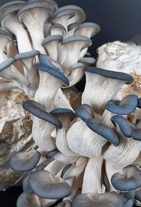 Grey Blue Oyster Mushroom spawn | 30+ Dowels | Free Wax | Full Instructions