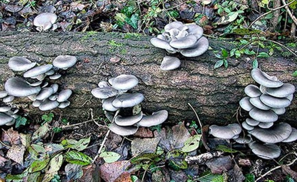 Grey Blue Oyster Mushroom spawn | 30+ Dowels | Free Wax | Full Instructions