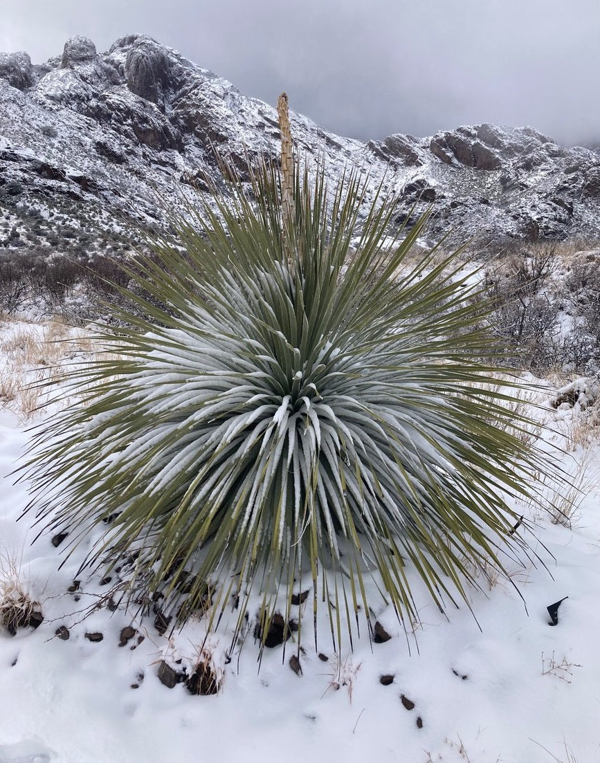 Dasylirion Wheeleri | 15+ seeds | Desert Spoon | Blue Sotol