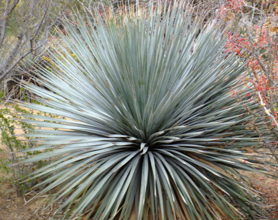 Dasylirion Wheeleri | 15+ seeds | Desert Spoon | Blue Sotol