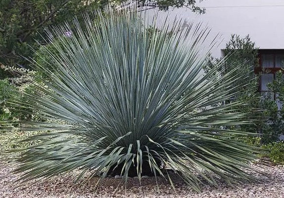Dasylirion Wheeleri | 15+ seeds | Desert Spoon | Blue Sotol