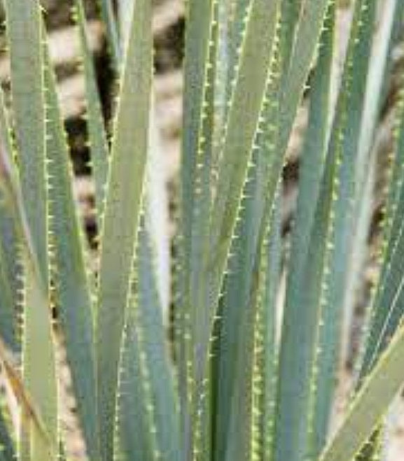 Dasylirion Wheeleri | 15+ seeds | Desert Spoon | Blue Sotol