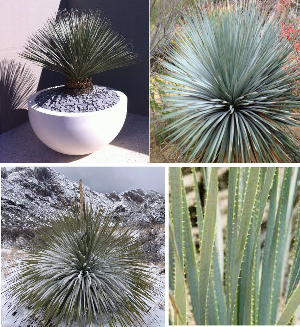 Dasylirion Wheeleri | 15+ seeds | Desert Spoon | Blue Sotol