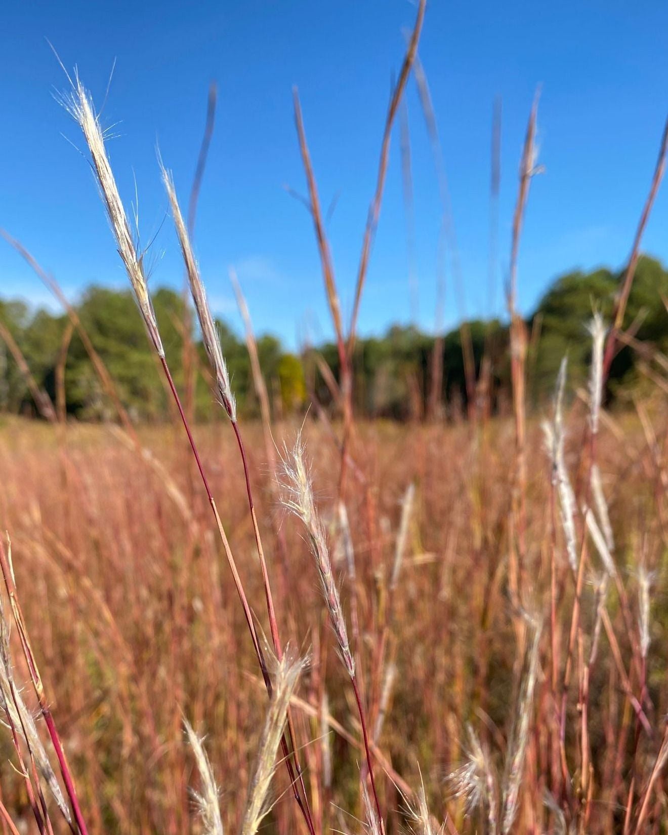 Share Split-Beard Bluestem | Andropogon Tenarius | 20+ Seeds | Prairie Grass
