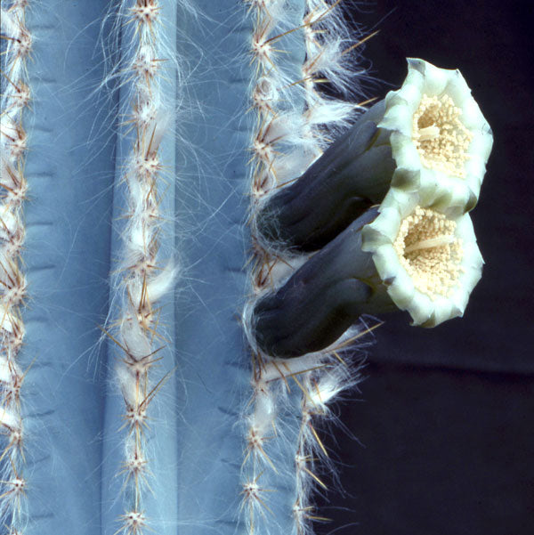 Blue Torch Cactus | Pilosocereus Azureus | 15+ seeds