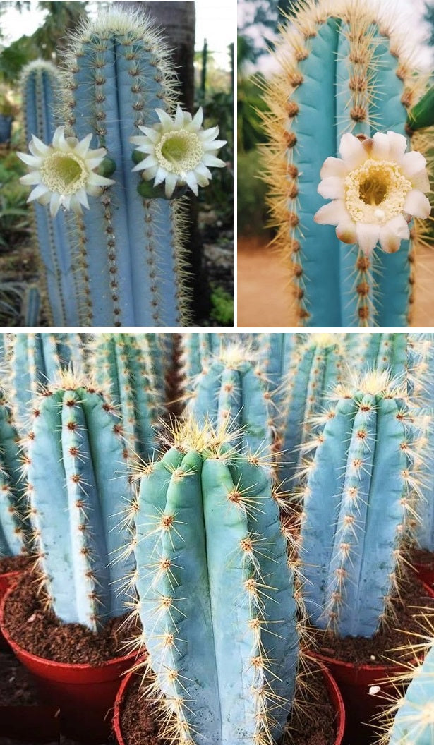 Blue Torch Cactus | Pilosocereus Azureus | 15+ seeds