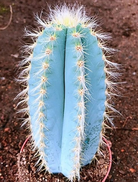 Blue Torch Cactus | Pilosocereus Azureus | 15+ seeds