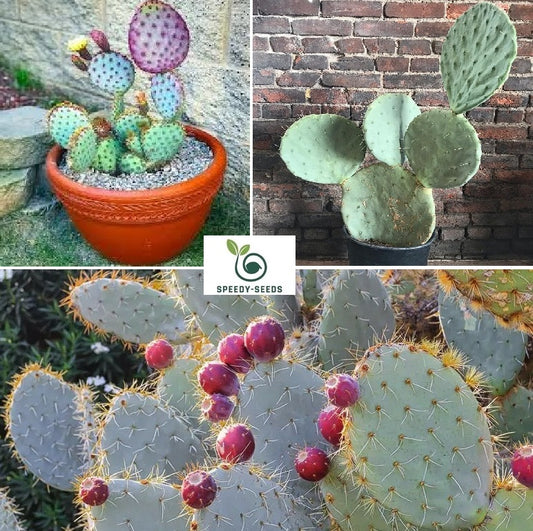 Blue Wheel Prickly Pear Cactus | Opuntia Robusta | 10+ seeds | Silver Dollar Prickly Pear