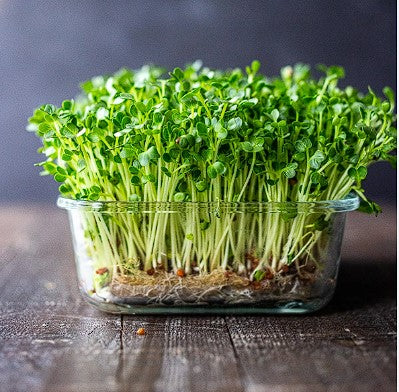 Organic Broccoli Sprouting Seeds 15,000+ | Microgreens | Very Easy and Quick