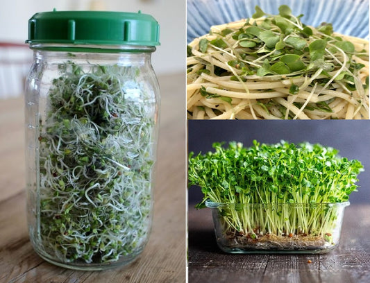 Organic Broccoli Sprouting Seeds 15,000+ | Microgreens | Very Easy and Quick