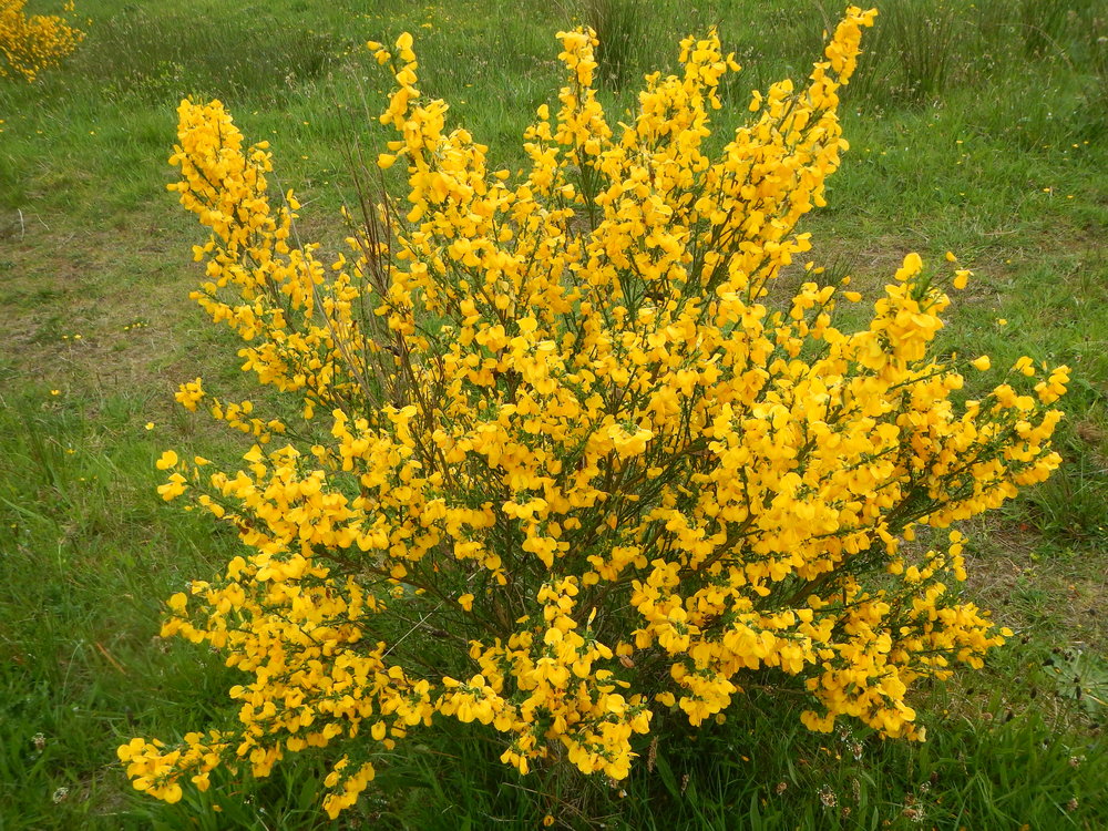 Scotch Broom (Cytisus Scoparius) | 100+ seeds | Pollenators