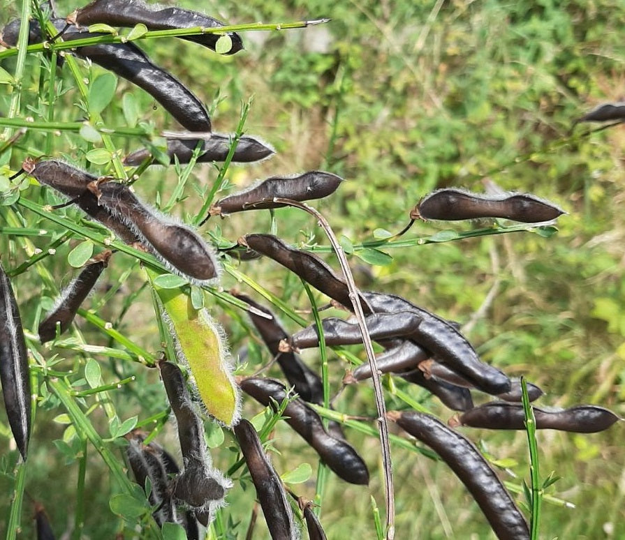 Scotch Broom (Cytisus Scoparius) | 100+ seeds | Pollenators