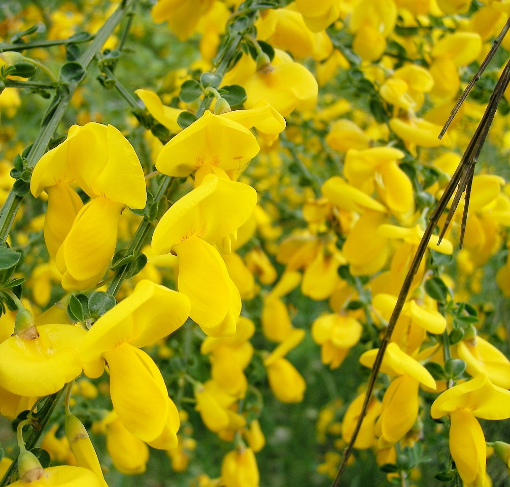 Scotch Broom (Cytisus Scoparius) | 100+ seeds | Pollenators