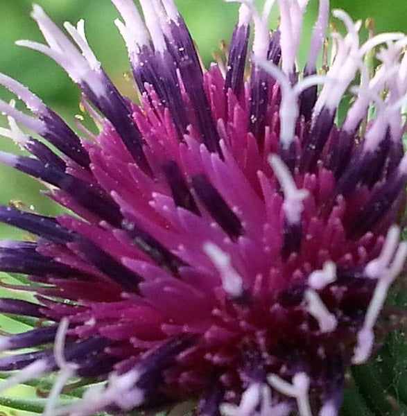 Greater Burdock | Arctium Lappa | 50+ seeds | Useful Herb