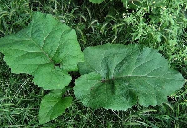 Greater Burdock | Arctium Lappa | 50+ seeds | Useful Herb