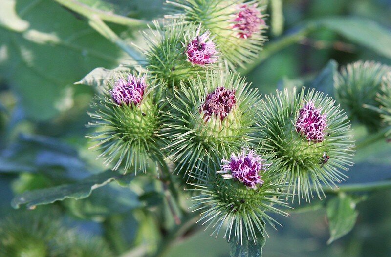 Greater Burdock | Arctium Lappa | 50+ seeds | Useful Herb