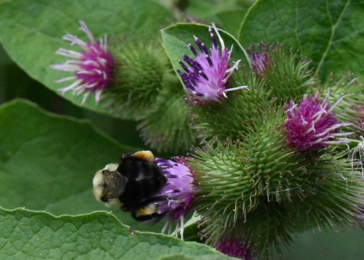 Greater Burdock | Arctium Lappa | 50+ seeds | Useful Herb
